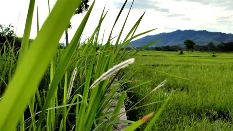 Green rice field Video stock 218415240