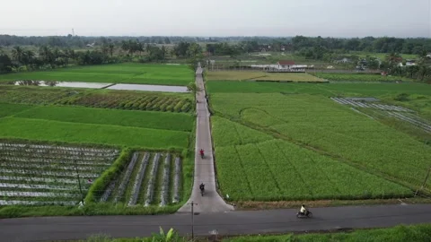 Green Rice field Video stock 241392795