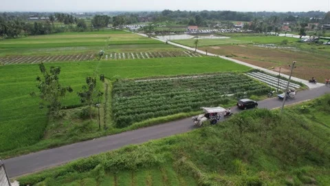 Green Rice field Stock Footage 241466452