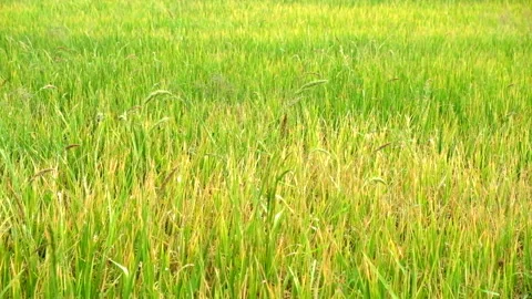 Green rice field Видео 341176570