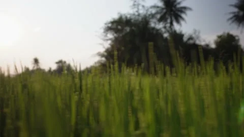 Green rice field grass in the wind sunset Stock Footage 233576445