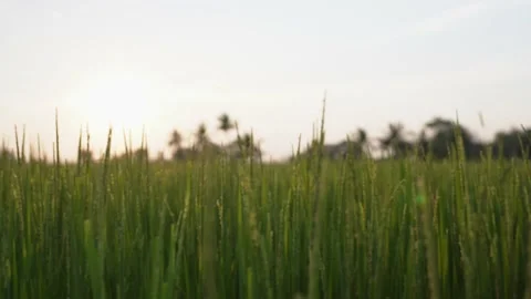 Green rice field grass in the wind sunset Stock Footage 233577126