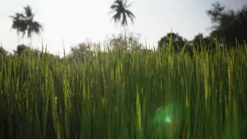Green rice field grass in the wind Video stock 233577801