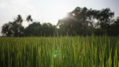 Green rice field grass in the wind Stock Footage 233577960