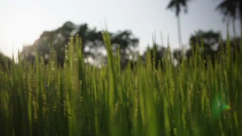 Green rice field grass in the wind Video stock 233577986