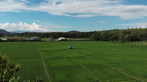 Green rice field with hut Video stock 117264776