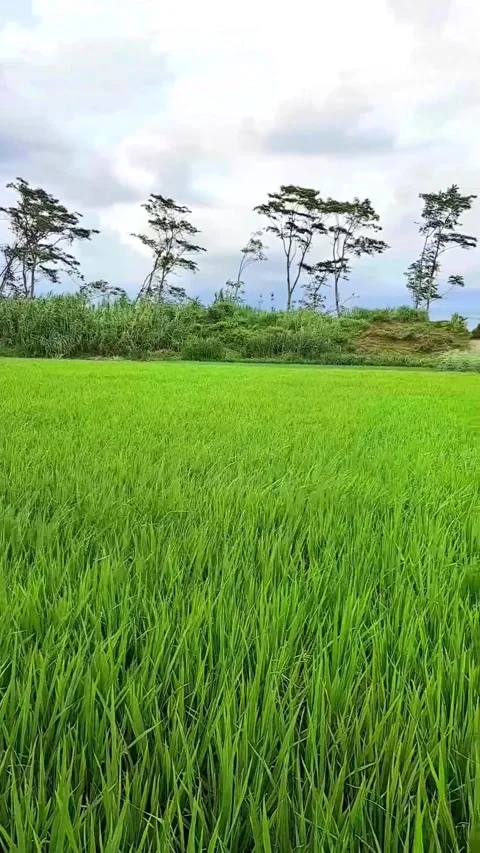 Green Rice Field Landscape Cloudy Sky Video stock 329310313