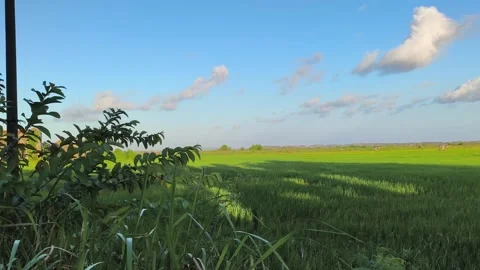 Green Rice Field Landscape Under Blue Sky - Rural Paddy Farm Stock Footage 340489127