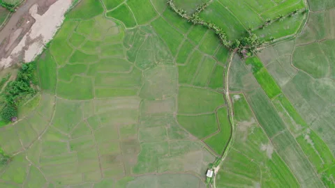 Green Rice Field with Mountains Background. Mueang khong Stock Footage 248667163