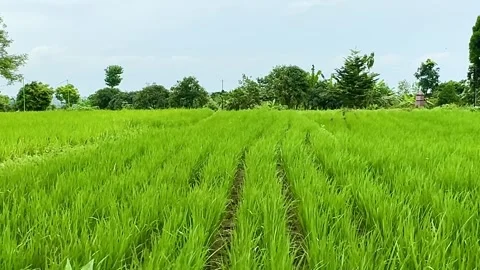 Green Rice Field with Neat Rows in Tropical Countryside Stock Footage 325759906