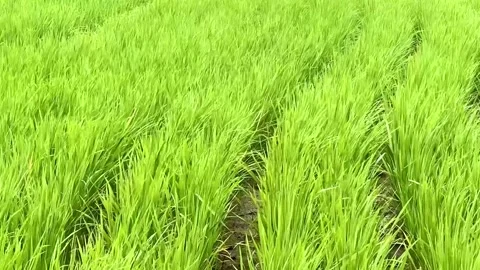 Green Rice Field with Neat Rows in Tropical Countryside Stock Footage 325760035