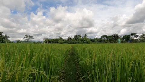 Green Rice Field Path Under Clear Blue Sky in Bali Stock Footage 321102761