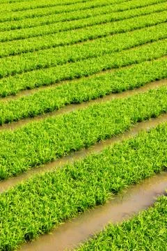 Green rice field pattern Stock Photos
