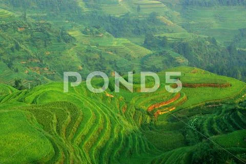 Green rice field Stock Photos