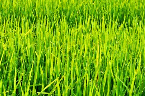 Green rice of field Stock Photos