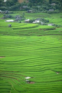 Green rice field Stock Photos