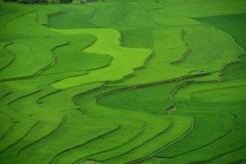 Green rice field Stock Photos