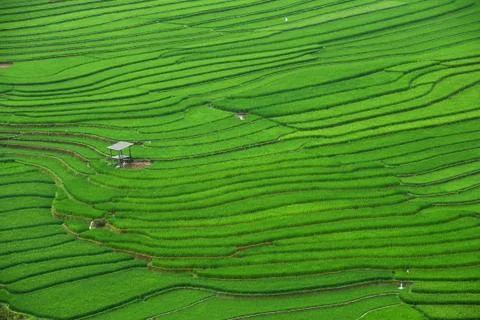 Green rice field Stock Photos
