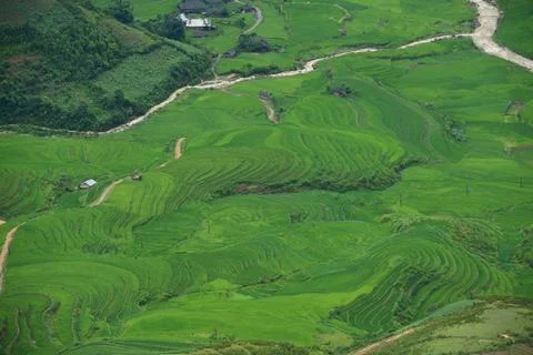 Green rice field Stock Photos