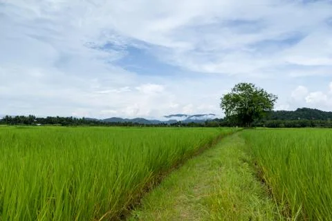 Green rice field Stock Photos