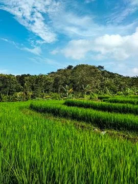 Green rice field Stock Photos