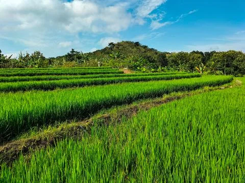 Green rice field 스톡 사진