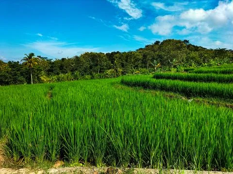 Green rice field Stock Photos