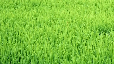 Green rice field/ Slide motion. Stock Footage 73849026