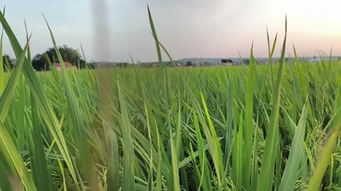 Green Rice Field at Sunset - Paddy Agriculture Background Stock-Footage 341508516