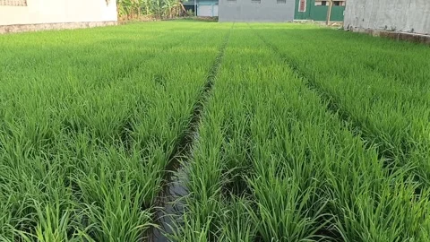 Green Rice Field Surrounded by Concrete Buildings Static Footage Видео 346568623