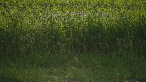 A green rice field sways in the wind during a strong storm under heavy rain Stock Footage 201170529