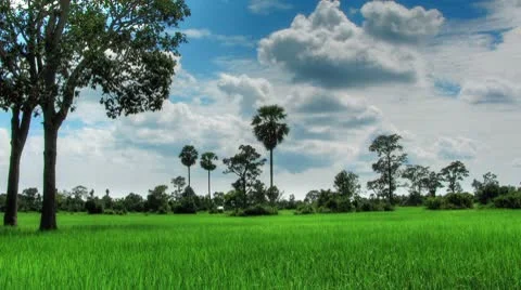 Green rice field time lapse loop Video stock 8987626