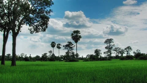 Green rice field with trees and  running clouds time lapse loop Stock Footage 153632124