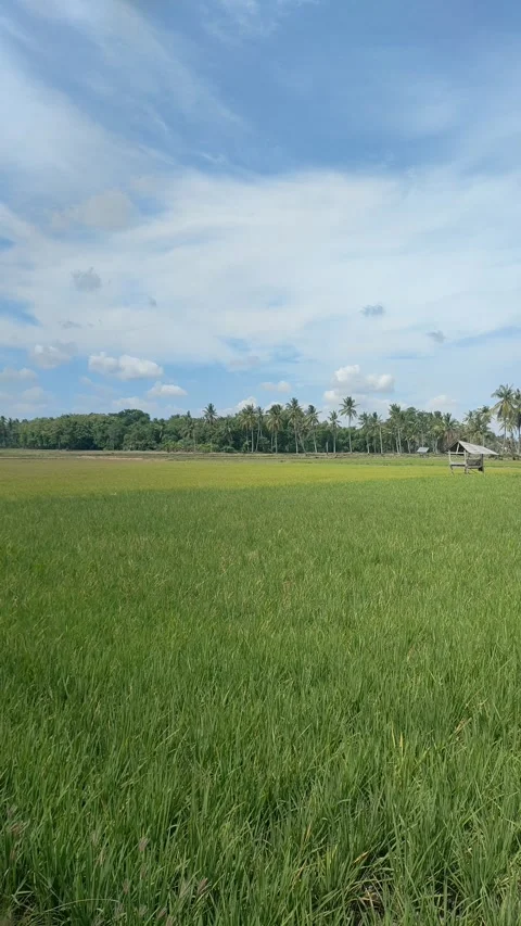 Green Rice Field Under Blue Sky Stock Footage 339415214