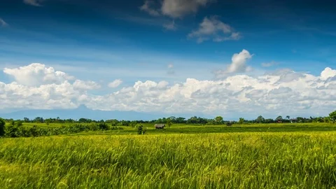 Green rice field under clouds time lapse Vídeo Stock 76893172