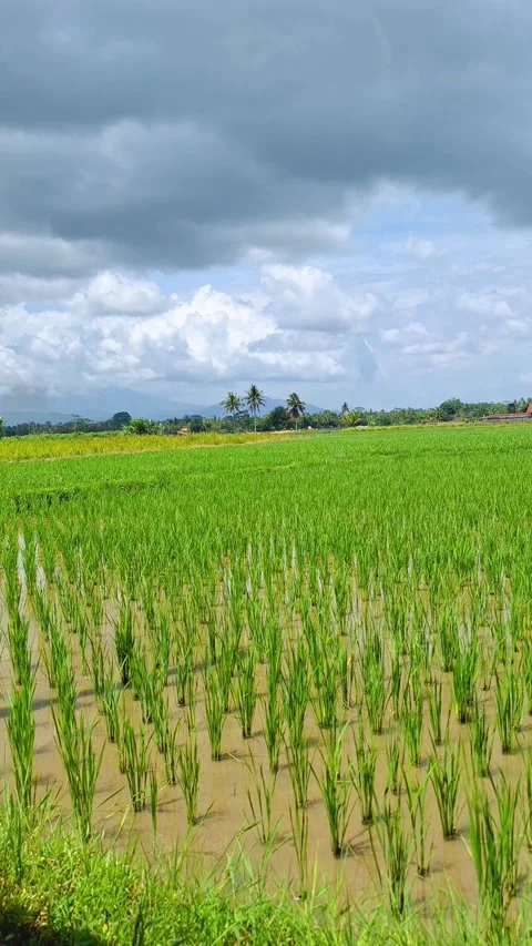 Green rice field under a dramatic, cloudy sky in rural Indonesia, 4K. Vídeos de archivo 340028029
