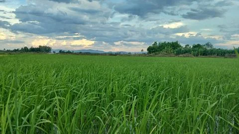 Green Rice Field Under Dramatic Storm Clouds in Rural Vietnam Stock Photos
