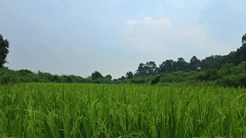Green rice field under white clouds and blue sky. Stock Footage 317885749