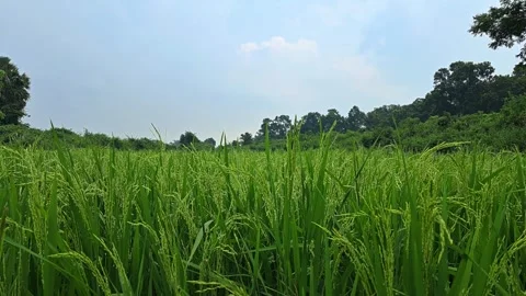 Green rice field under white clouds and blue sky. Stock Footage 317885752