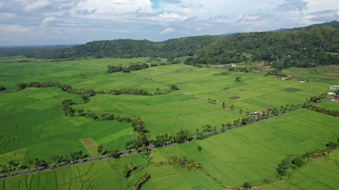 Green rice field valley in Godean area, Yogyakarta, Java, Indonesia Stock Footage 339298023