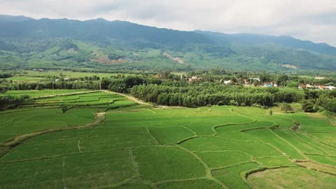 Green Rice Fields Aerial Mountain Backdrop Stock Footage 263512836