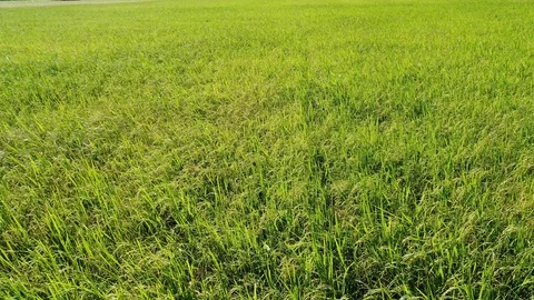 Green rice fields, aerial view Stock Footage 92156385