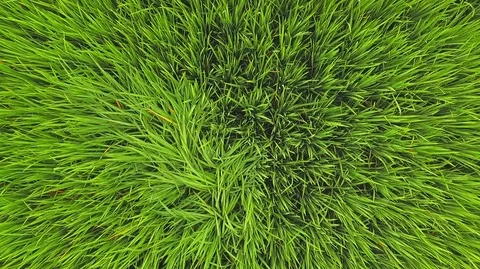 Green Rice fields aerial view Stock Footage 121553762