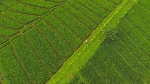 Green Rice fields aerial view Stock Footage 121553870