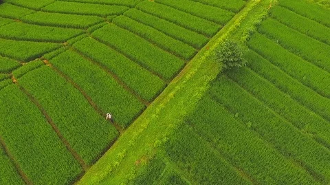 Green Rice fields aerial view Stock Footage 121553900