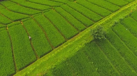Green Rice fields aerial view Stock Footage 121553993