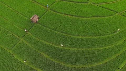 Green Rice fields aerial view Stock Footage 121554105