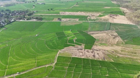 Green Rice Fields Aerial View Stock Footage 345861044