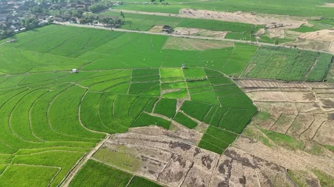 Green Rice Fields Aerial View Видео 345861064