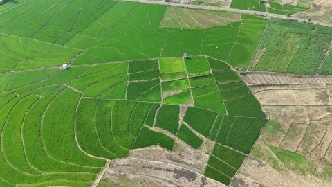 Green Rice Fields Aerial View Stock Footage 345861181